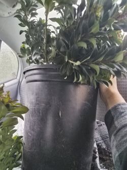 Plants. Landscaping