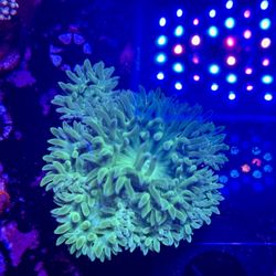 Decoration Duncan Coral Fake