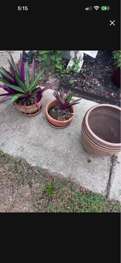 Brown Glazed Ceramic Planter Pot and 2 small plants
