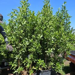 Green Bottomwood  Tall Full Green  Fertilized  Ready For Planting Instant Privacy Hedge  Same Day Transportation 