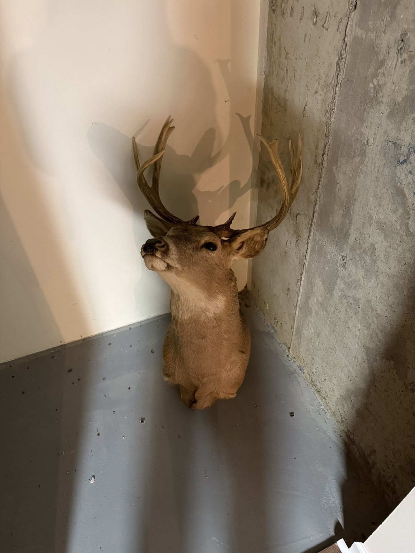 White Tail Deer Head Mount