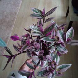Wandering Jew Plant