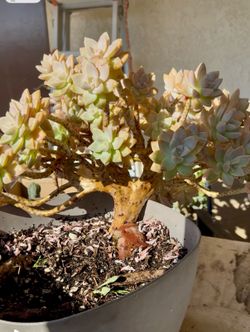 Crested Ghost Succulent