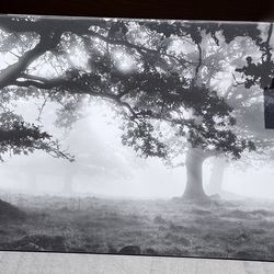 Black and white picture