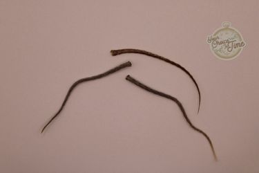 Taxidermy mouse tail mummified