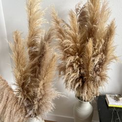 Large Naturally Grown Pampas - 15 Stems