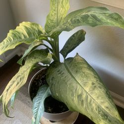 Plant nice for inside!  Potted 