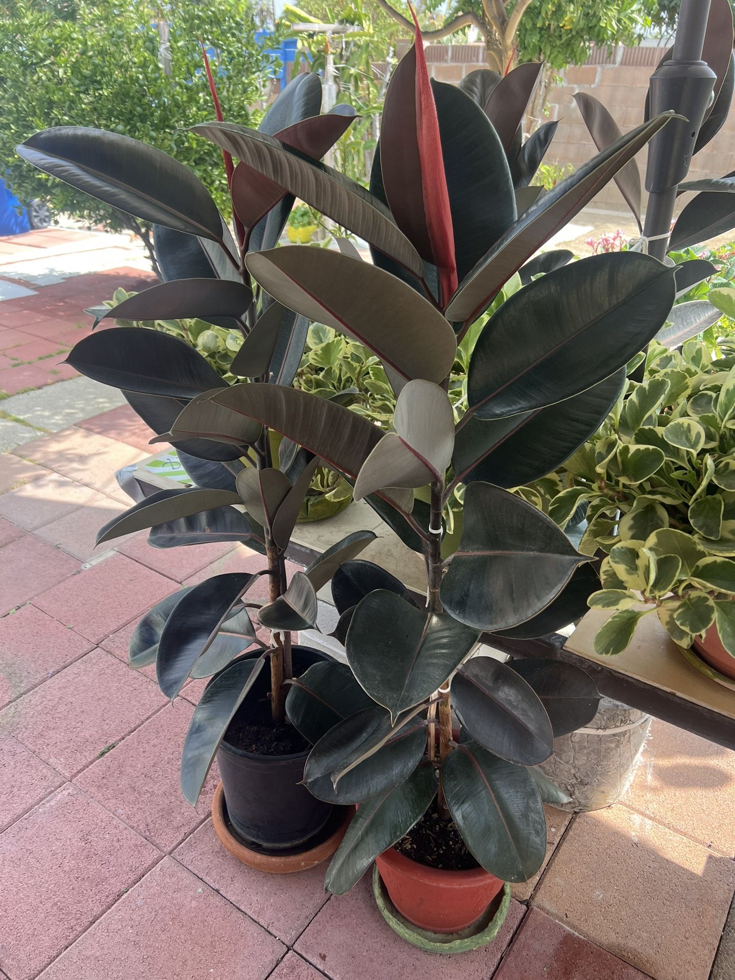 Rubber Plant