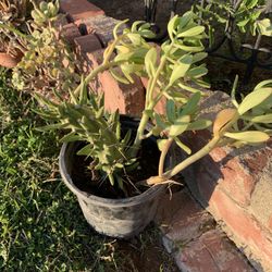Succulent With A Eve’s Needle