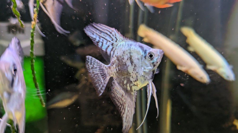 Aquarium Fish Tank Pecera Decorations 