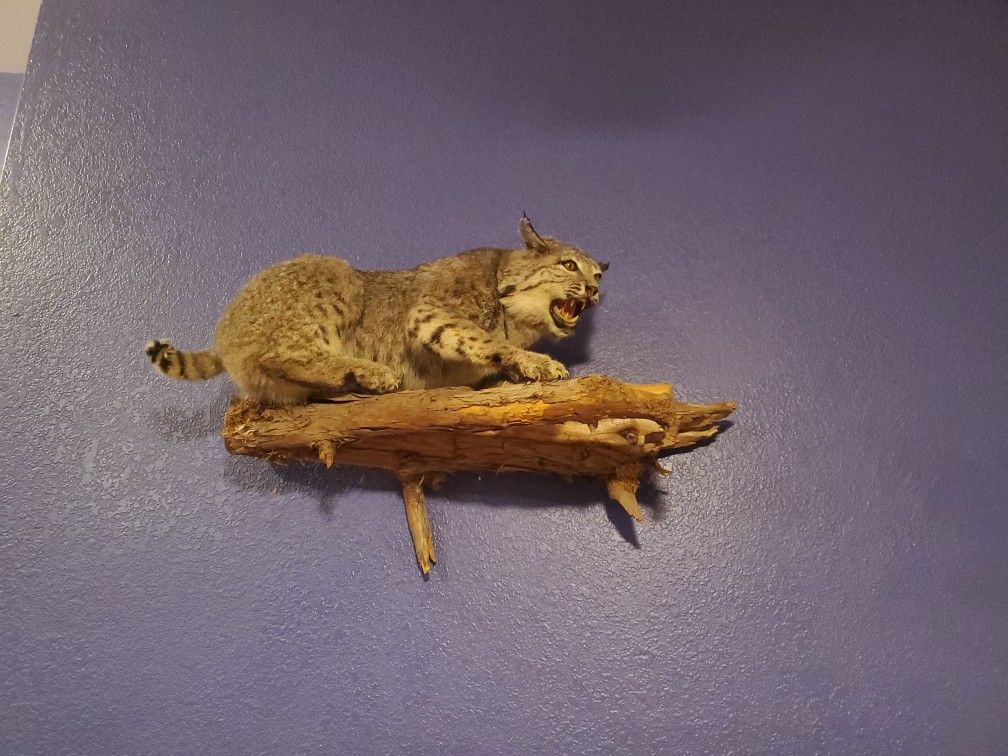 Bobcat Mounts