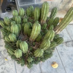 Tanzanian Zipper Succulent (Euphorbia anoplia) Cluster Over 100 Pups