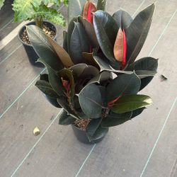 Ficus Elastica, Rubber Plant Burgundy On a 10 Inch Pot 