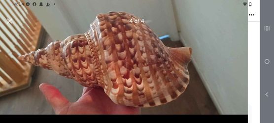 Big shell