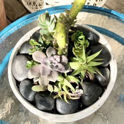 Suculenta/Cacti In Planter: 11”x 4”
