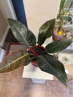 Live Philodendron Black Cardinal Plant with Ceramic Pot (Please read full description)