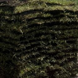 Fresh Sod From Today