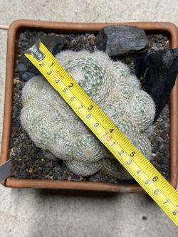 Mammillaria Lenta Specimen. Staged in pot. Cactus Coahuila Mexico