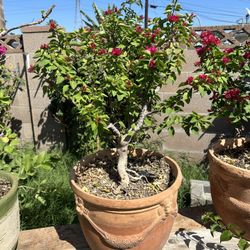  Bonsai Bougainvillea 