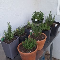 Rosemary and thyme plants. All are in about 1 gallon pots