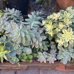 Assorted Succulent Plants 