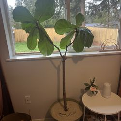 Fiddle Leaf Fig Tree