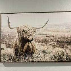 Highland Cow Portrait 