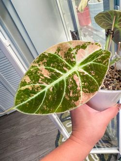 Alocasia Pink Ninja MOTHER PLANT