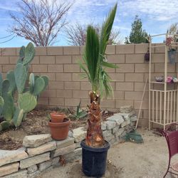 Palma Grande