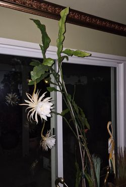 Epiphyllum Oxypetallum 10 years old 10 feet tall with ceramic pot