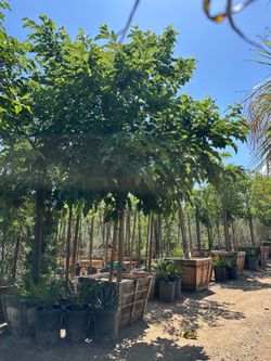 Chinese elm  tree 36” box fast growing shade tree