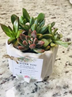 SALE Real Succulent Arrangement plant flower cactus home decor planter pot