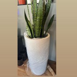 Potted Snake Plant - Over 3ft