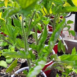 Tomato Plants
