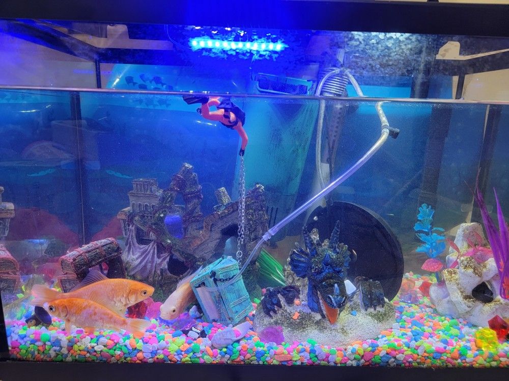 Fish Tank Complete Set Up