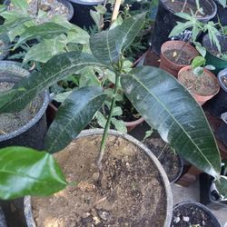 Petacon Mango Tree
