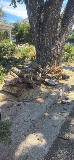 Free firewood – walnut