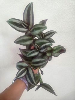 Tradescantia Zebrina Plant Cuttings