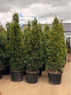 Carolina cherry 25 gal 8 feet