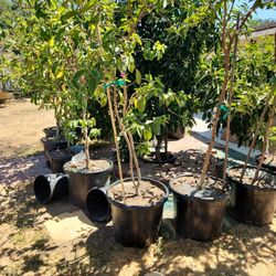 White Indian Guava Tree