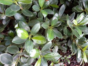 Free “CUTTINGS” of Green Island Ficus Plants. 🔻SEE BELOW🔻