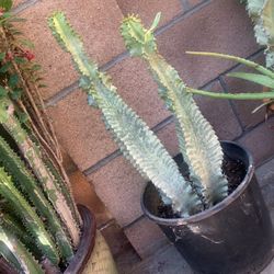 35 Inches Tall Cactus For Sale