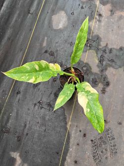 Philodendron ring of fire