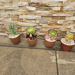 4 Plant's Available ( $10 Each)