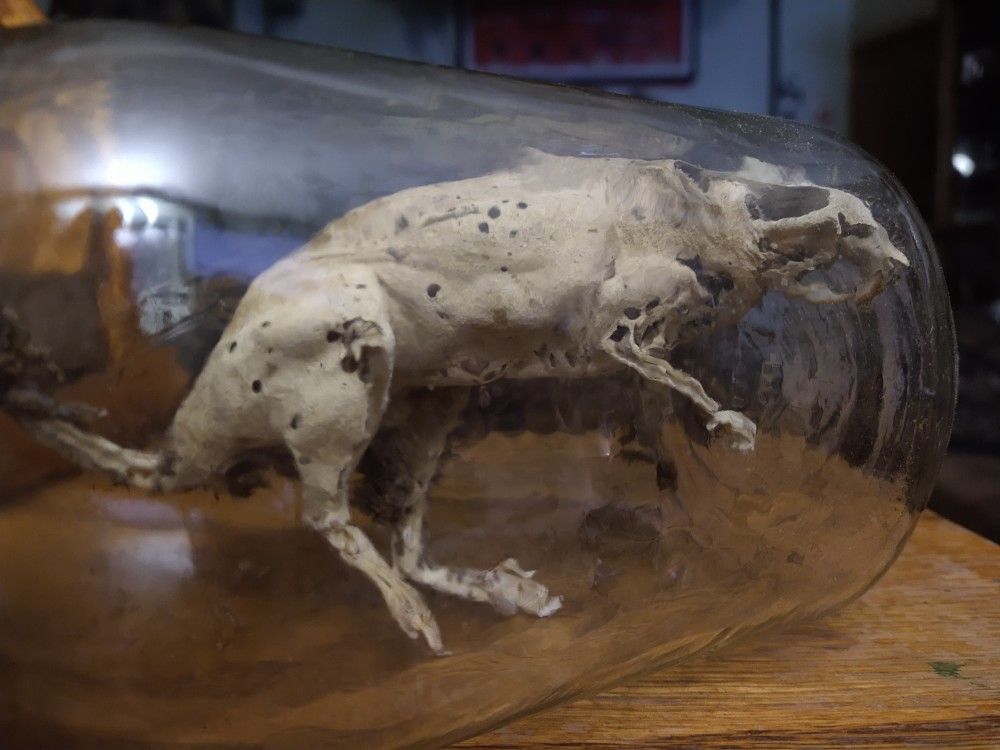 Dead Rat In A Mason Jar For Halloween Or Display