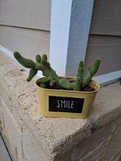 Peanut Cactus cluster live plant