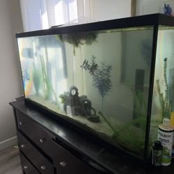fish tank