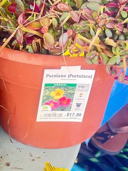 Purslane (portulaca)