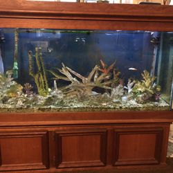 Aquarium 55+ Show Tank with Cabinet 