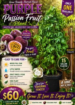 Purple passion fruit plant